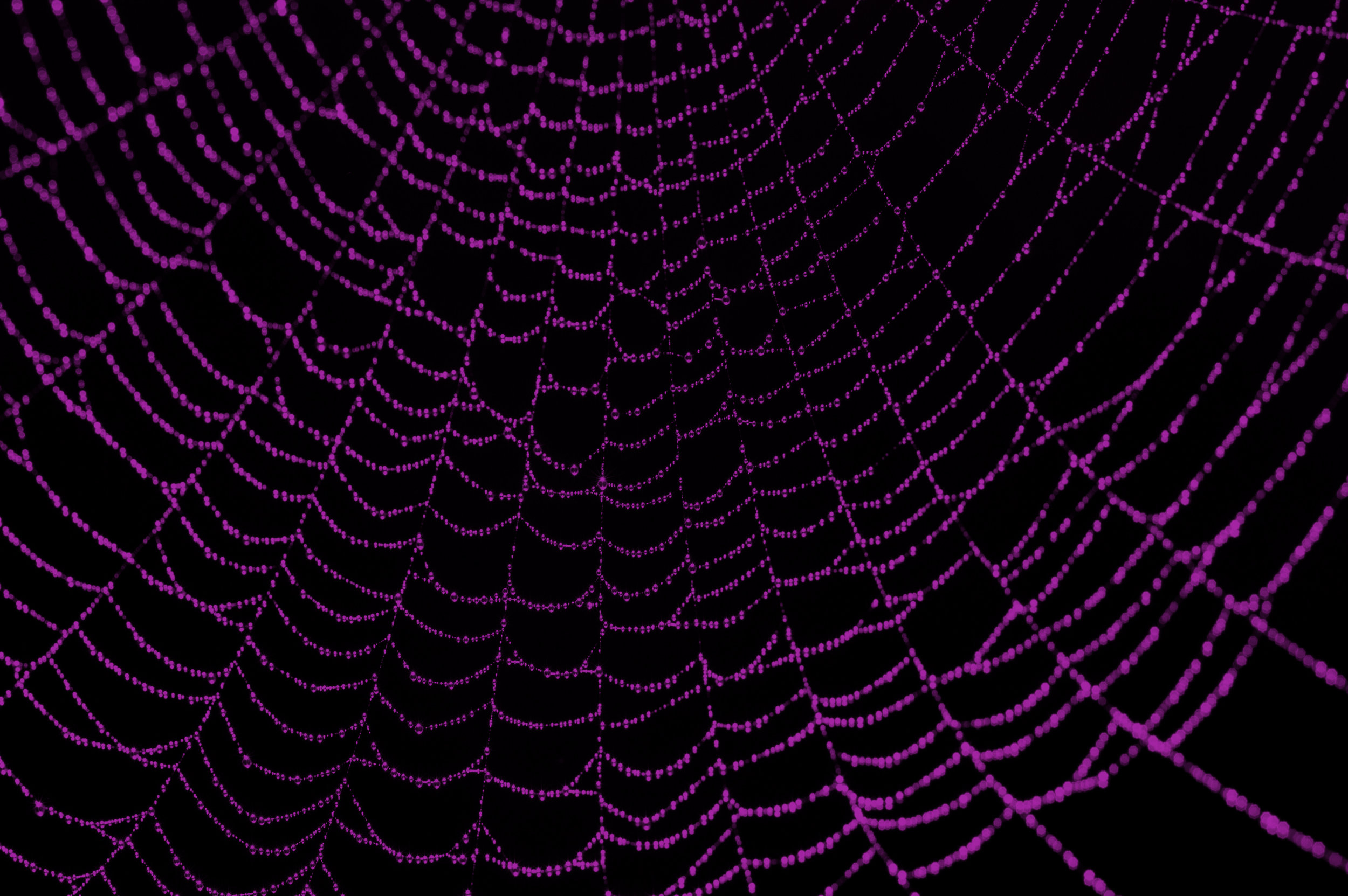 Spider web background.jpg