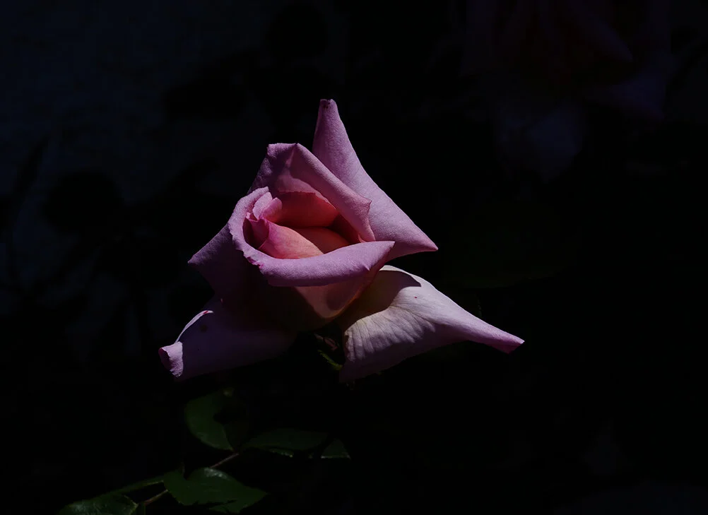 _FM_3496 ROSA ROSA LOW copy.jpg