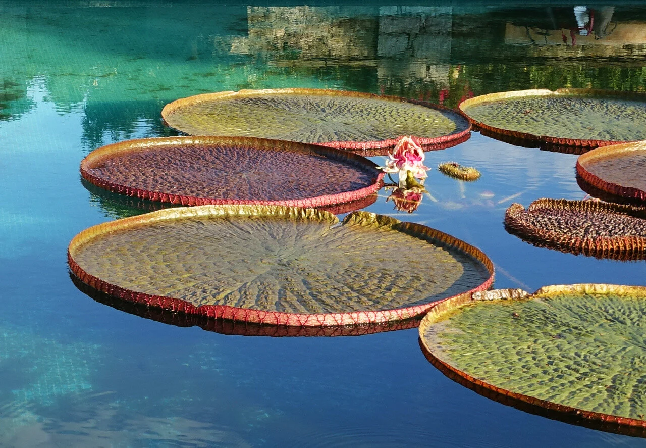 DSC07025 NINFEE TROPICALI 3 copy.jpeg