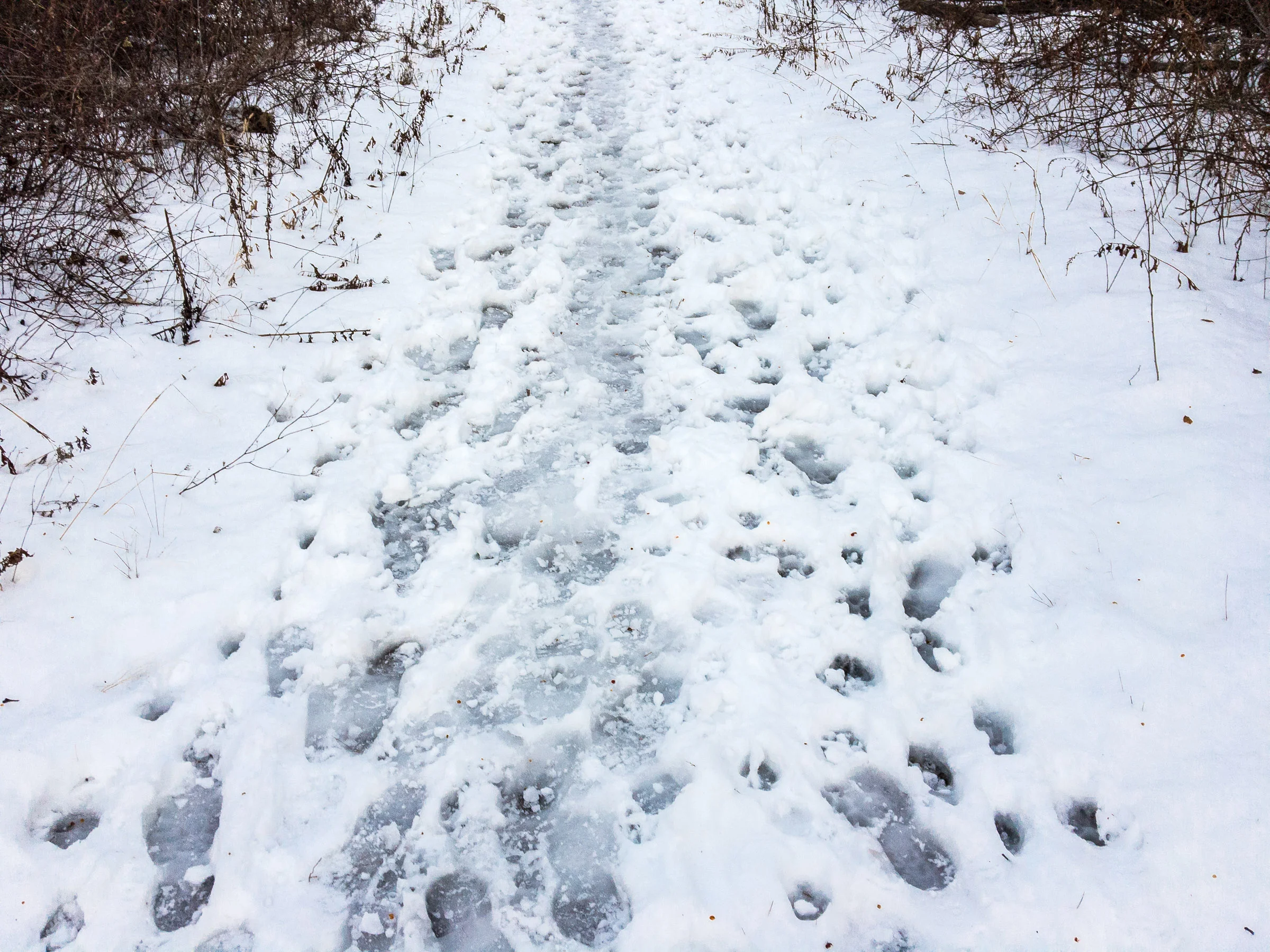Walking 12.19.2016