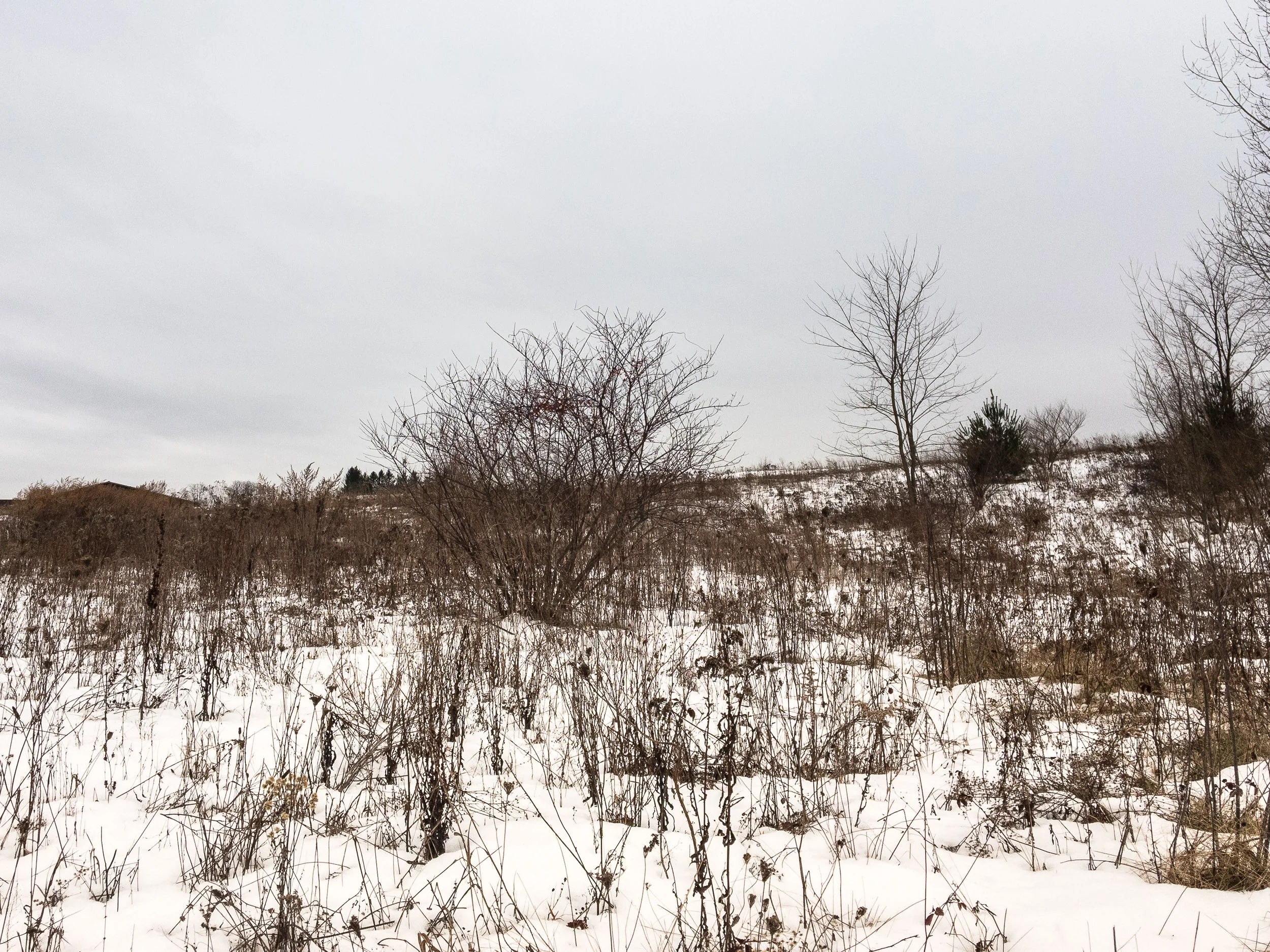 Walking 12.26.2016