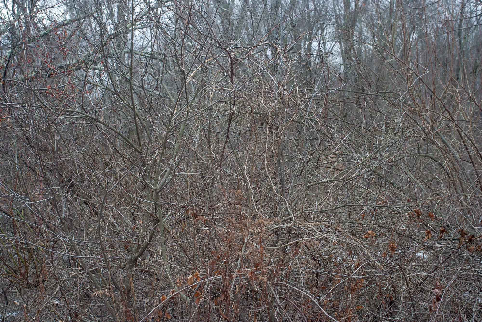 Fort River-Entanglement—Chris-Page-Art-1.jpg