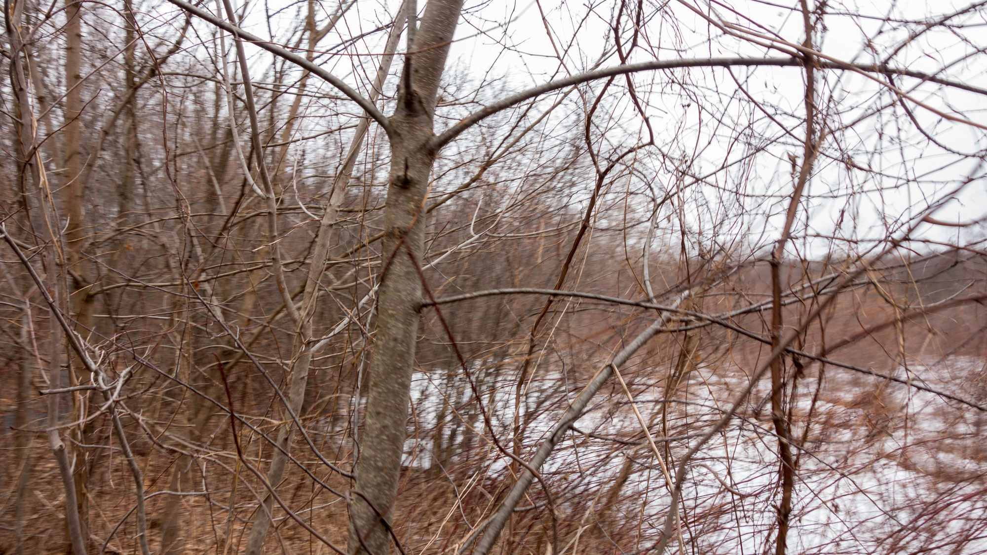 Fort River-Entanglement—Chris-Page-Art-8.jpg