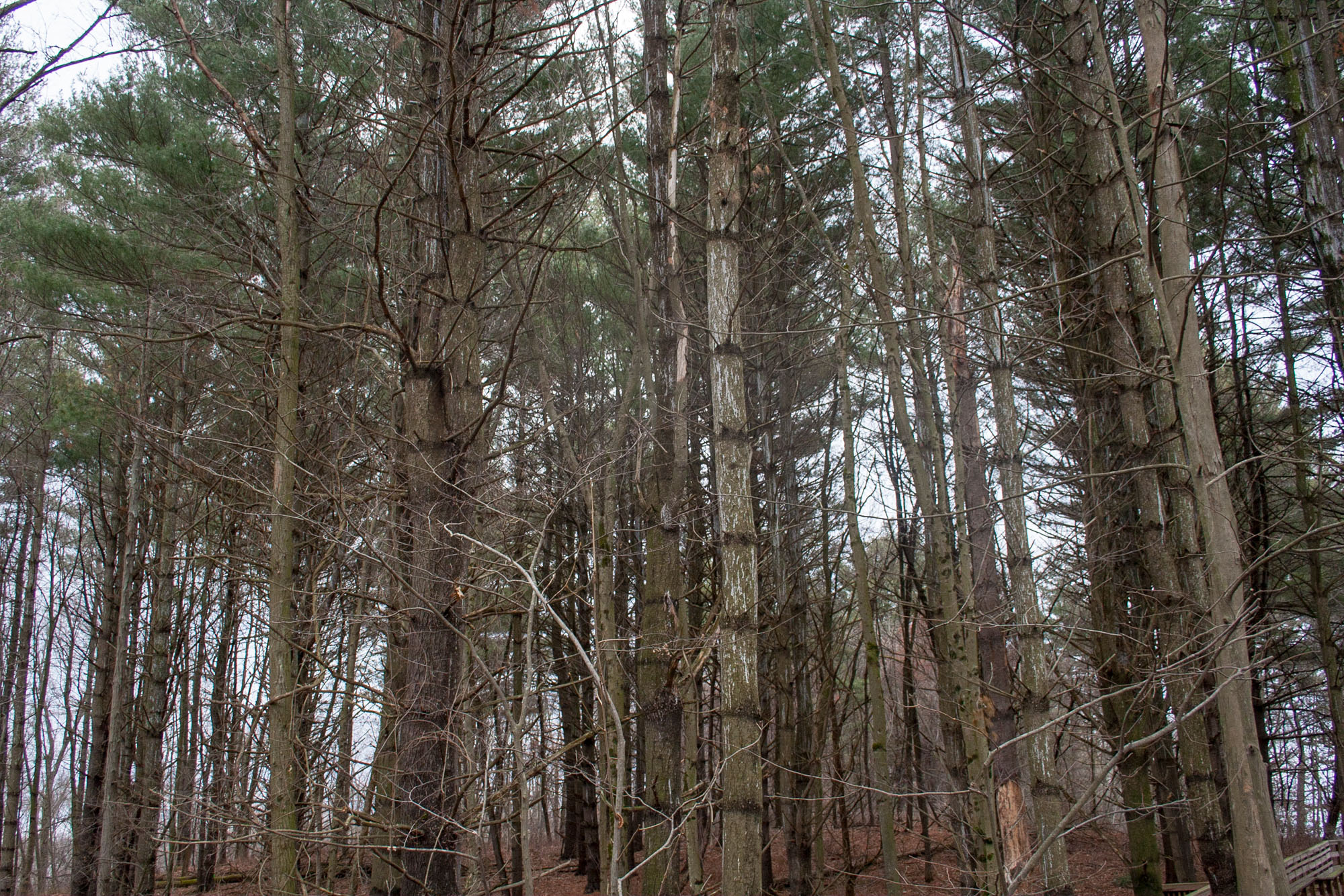 Fort River-Entanglement—Chris-Page-Art-32.jpg