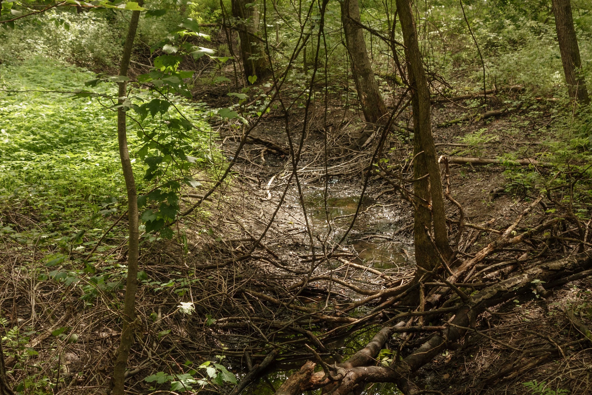 Fort River-Entanglement—Chris-Page-Art-4.jpg