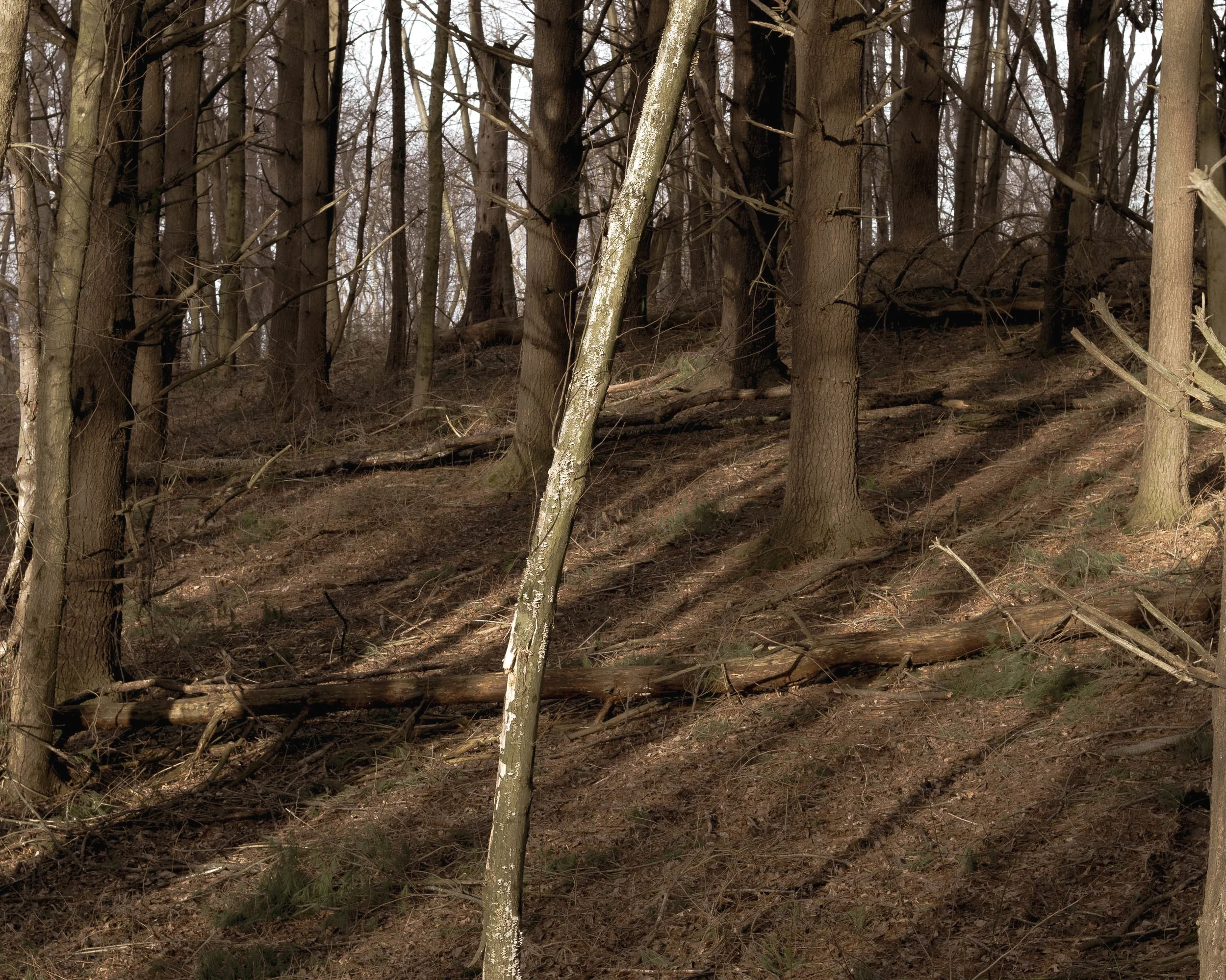Tree+Forest+Brown-5-26-2019%E2%80%94Chris-Page-Art-1.jpg