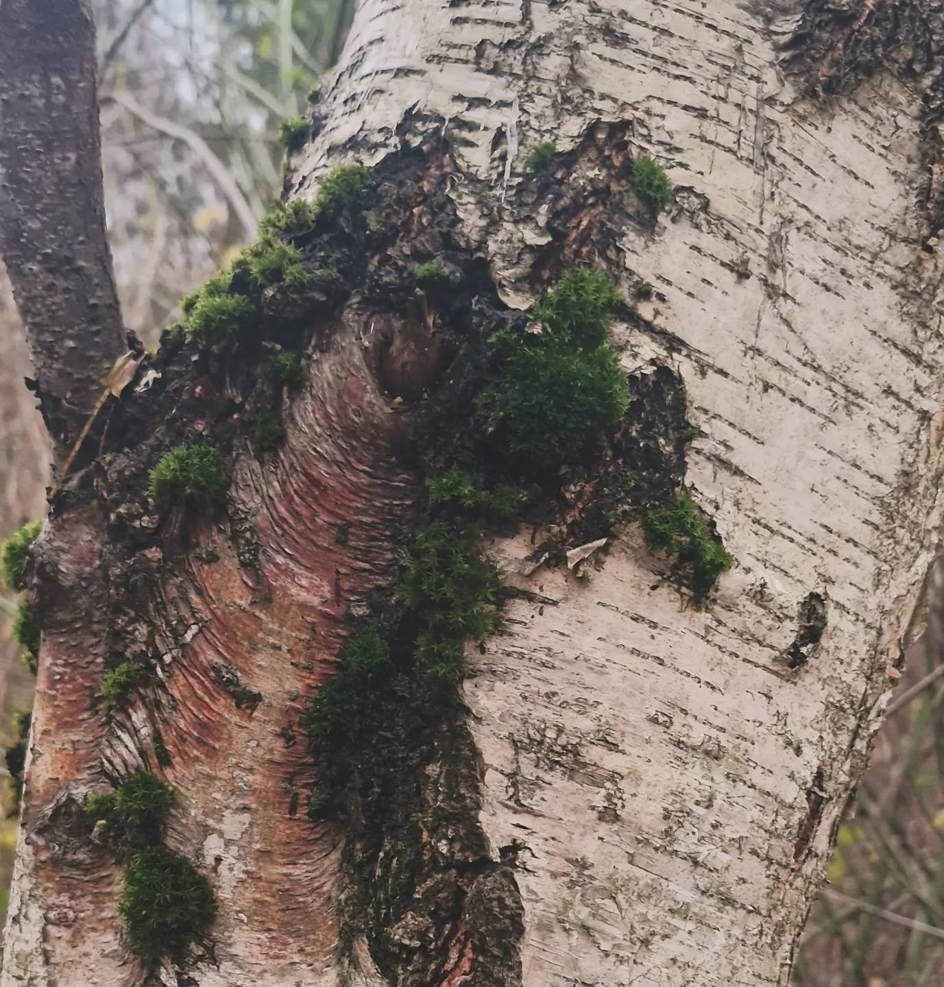 INSPIRATION 
Brrr feeling the cold today!
Been on some pretty winter walks lately though and am always spotting beautiful textures in nature.
My engraved line pieces are inspired by birch tree bark. I've always been drawn to birch trees. 
Their symbo