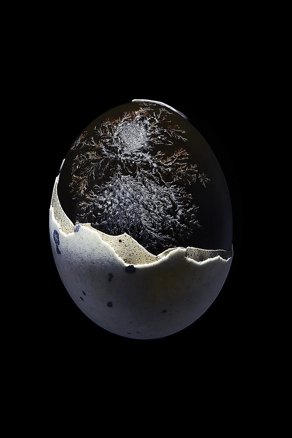 egg-a.jpg