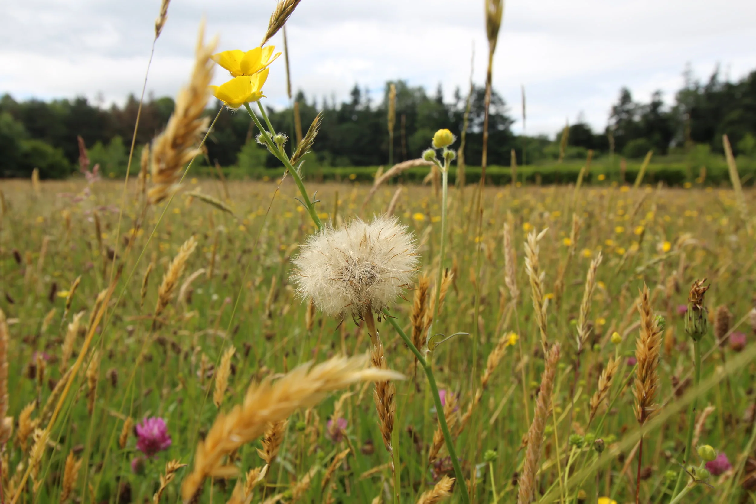Natural+meadow.jpg