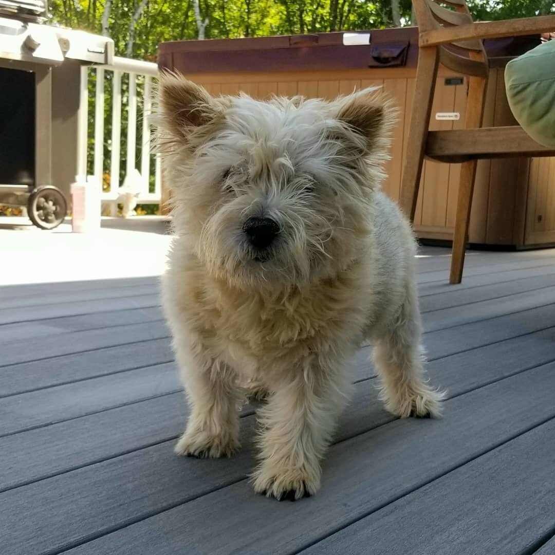 Paddington facing off with the fact that 2020 has been less than impressive so far, but he wants you to know that he is still here and ready for whatever comes next. The O.G. himself on a breezy day in August, paw forward, classic 'holding ground' - 