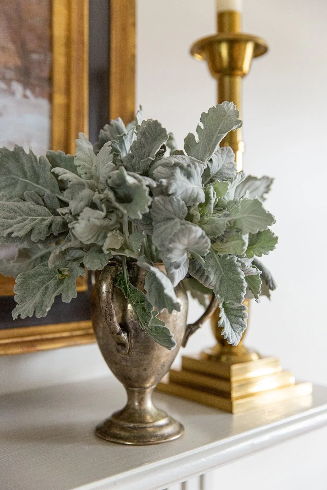 French Mantle Dusty Miller.jpeg
