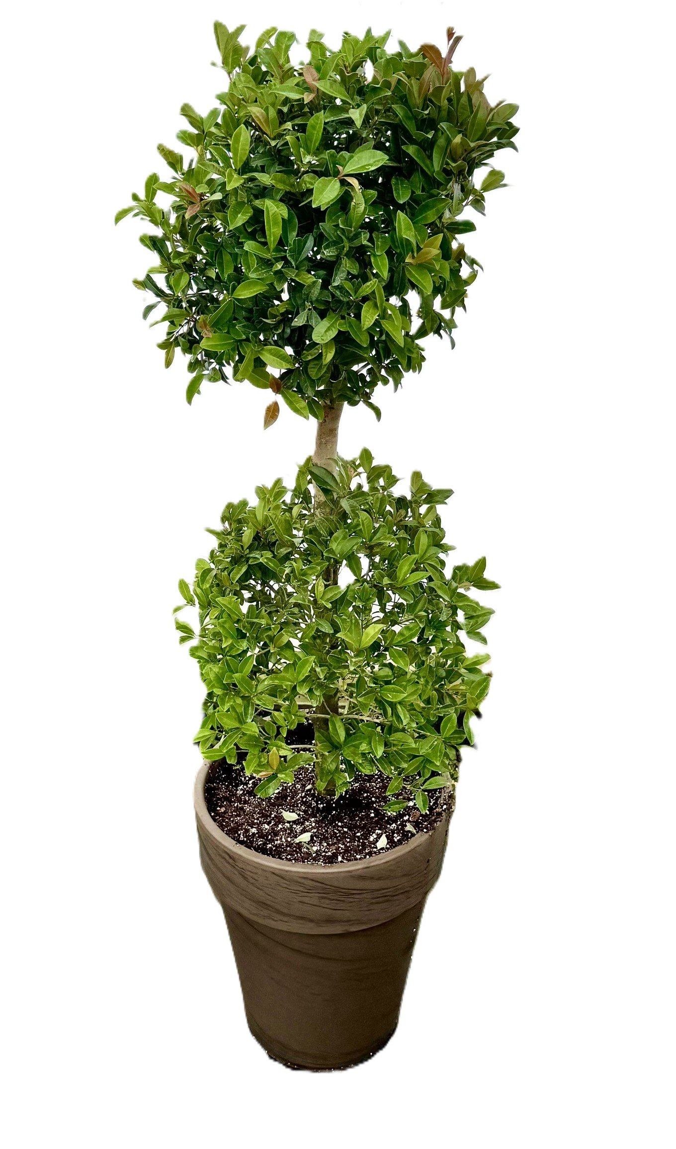 Eugenia-double-ball-in-10in.jpeg (Copy) (Copy)