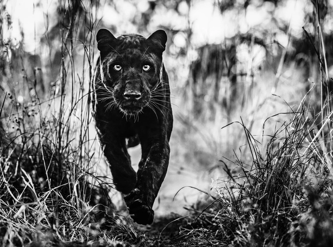THE BLACK PANTHER RETURNS