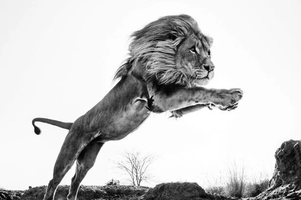 Lion King