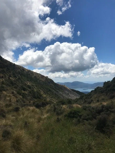 reillys nz.JPG