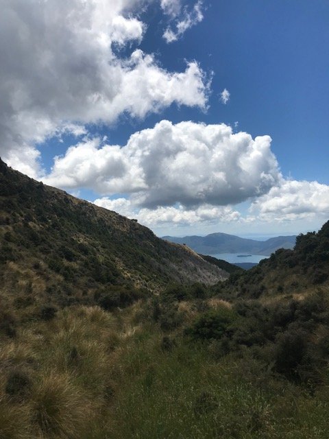 reillys nz.JPG
