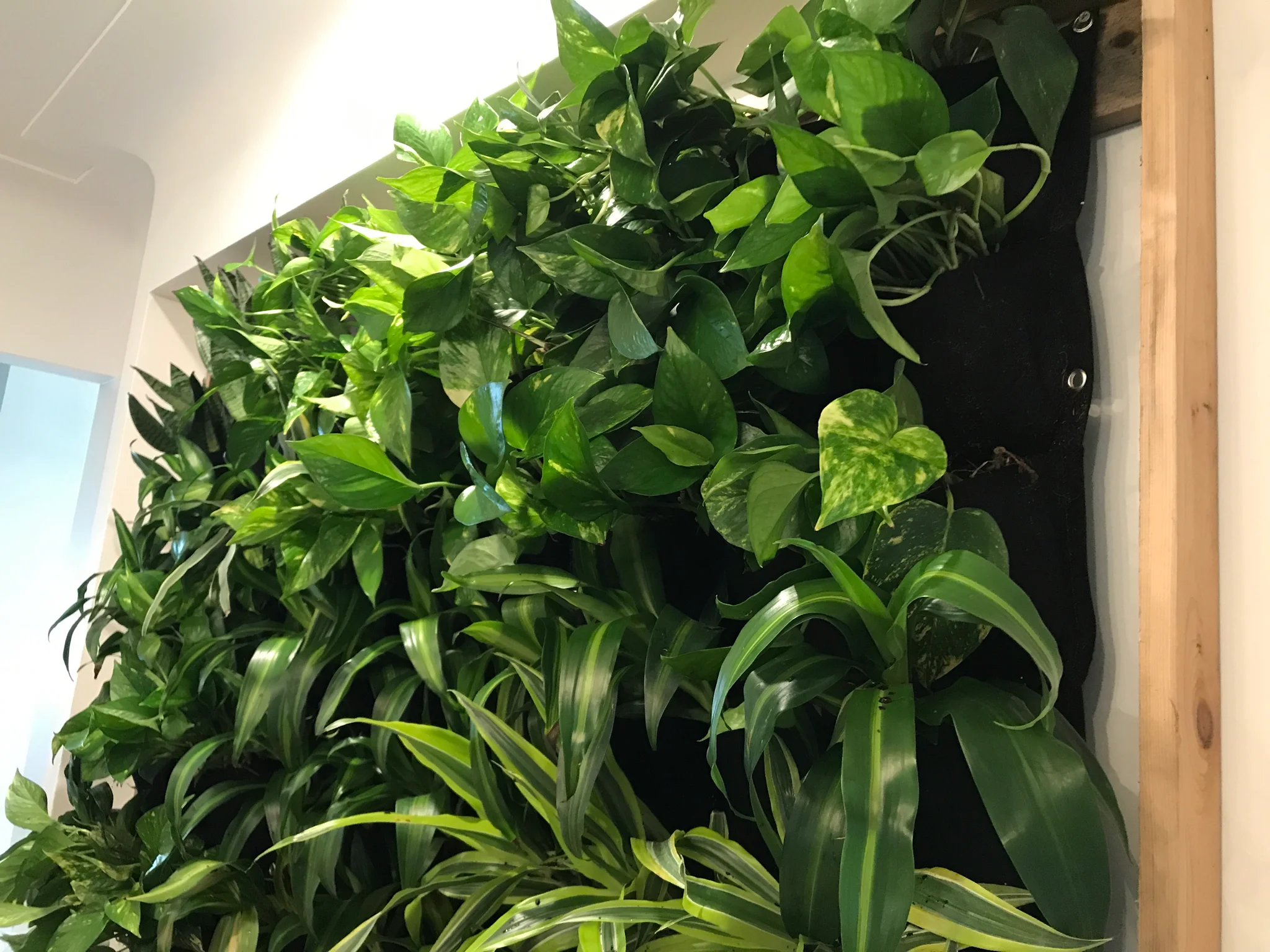 DIY LIVING WALL