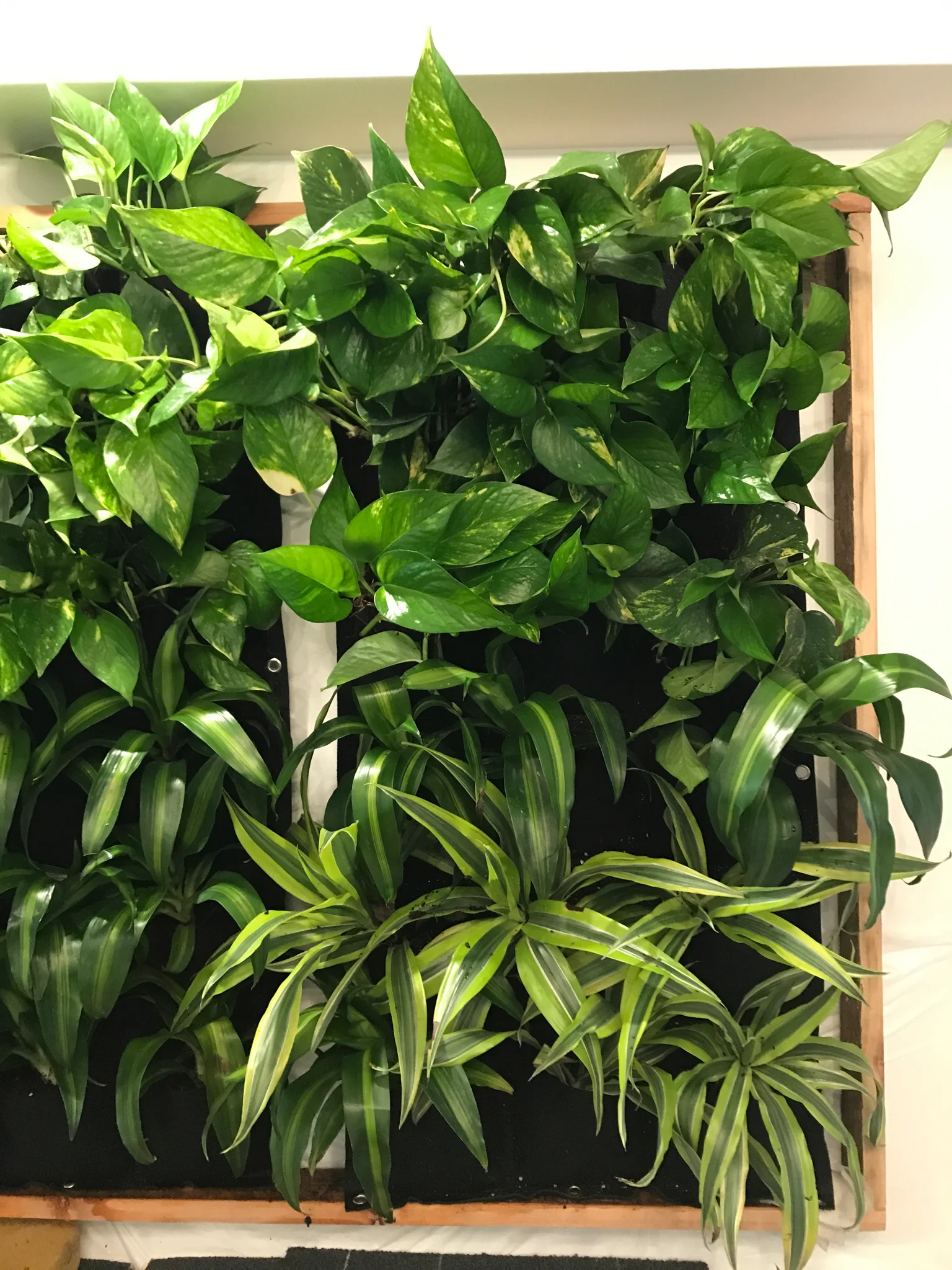 DIY LIVING WALL