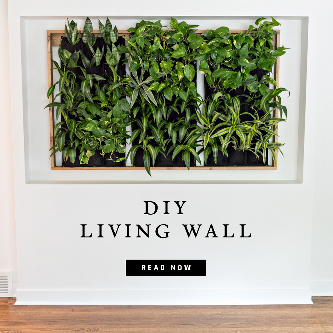 DIY-living-wall.jpg