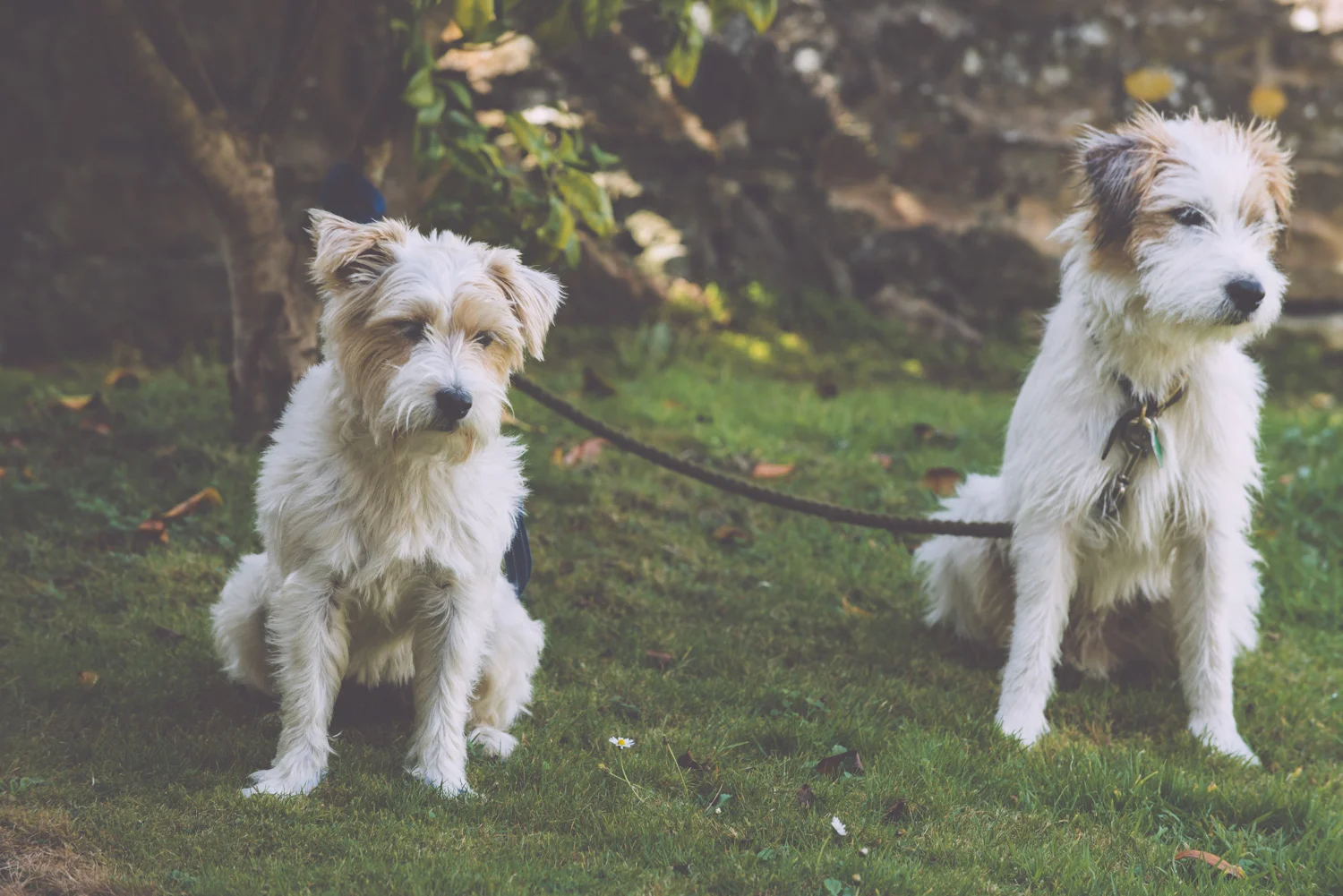 St Agnes Wedding Photographer