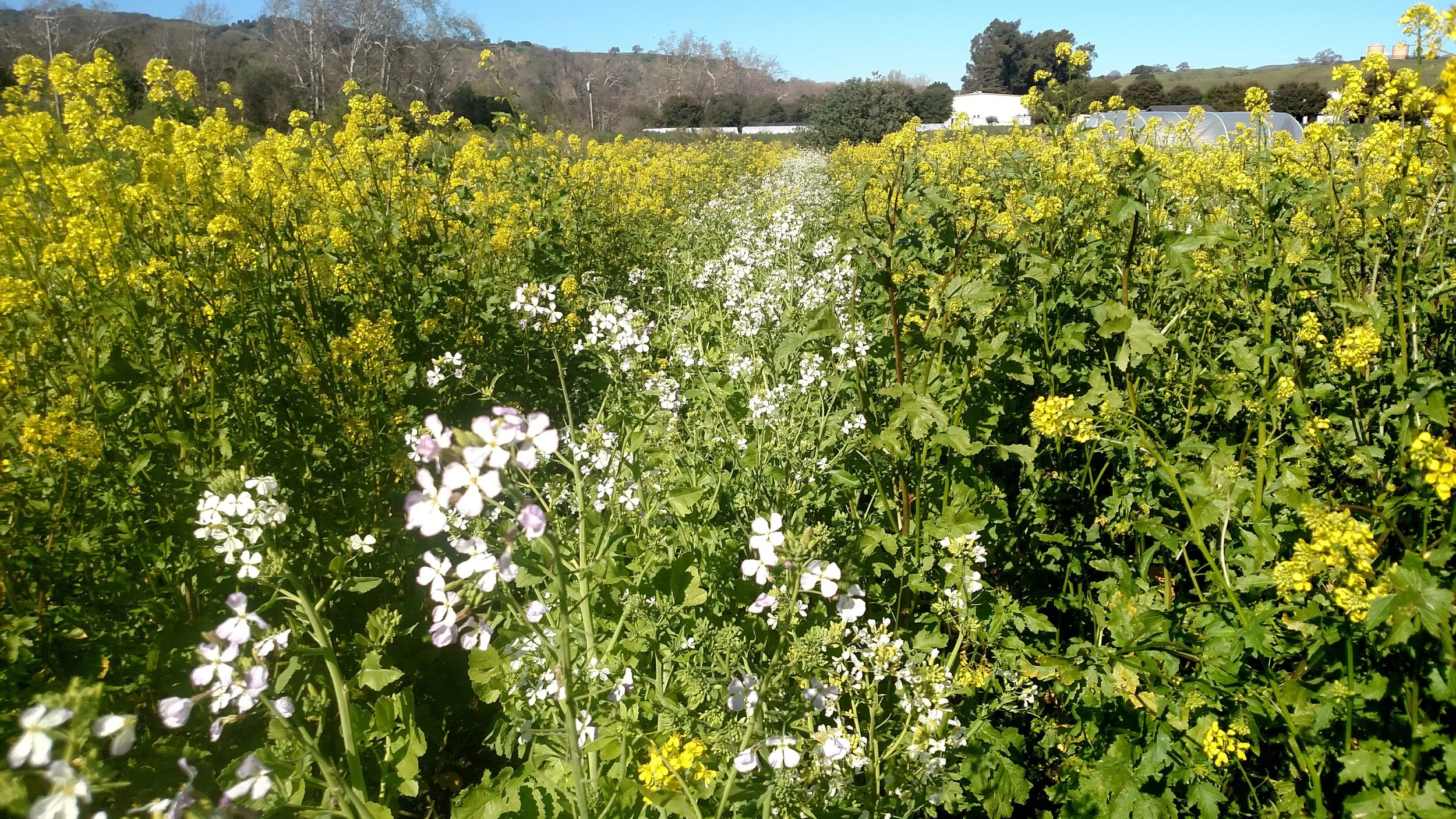 Mustard and daikon cover crop