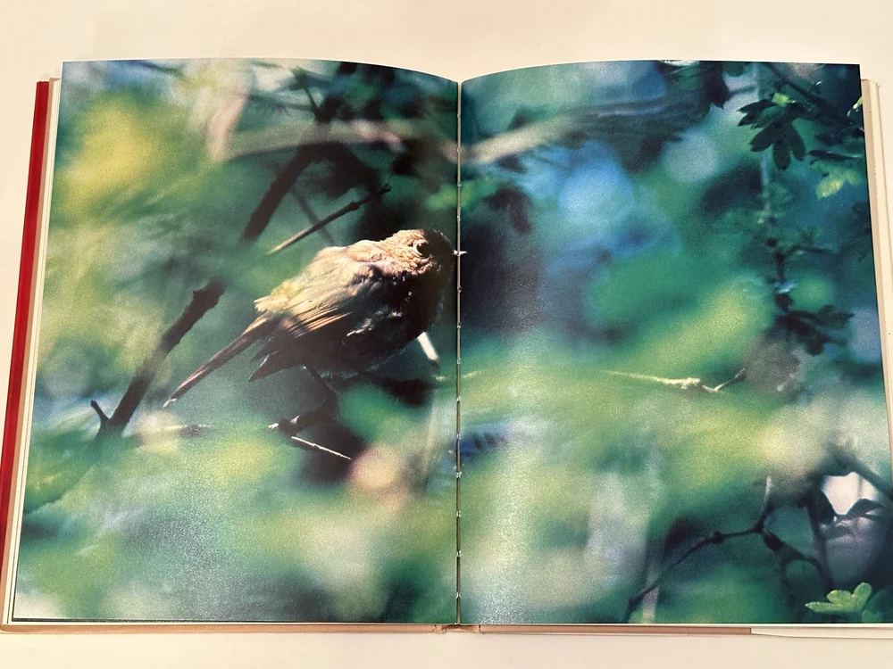 希少 Richard Billingham 写真集 Ikon Gallery Richard Billingham: Richard Billingham - Exhibition - Ikon