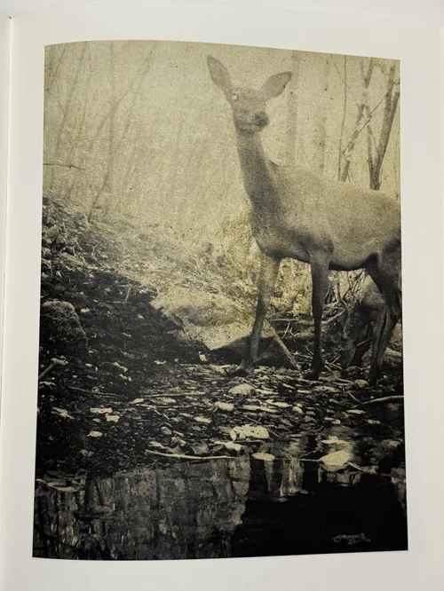 サイン入り❗️新品【Night Procession】Stephen Gill サイン入り❗️新品【Night Procession】Stephen Gill