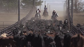 Sonim: Rancher