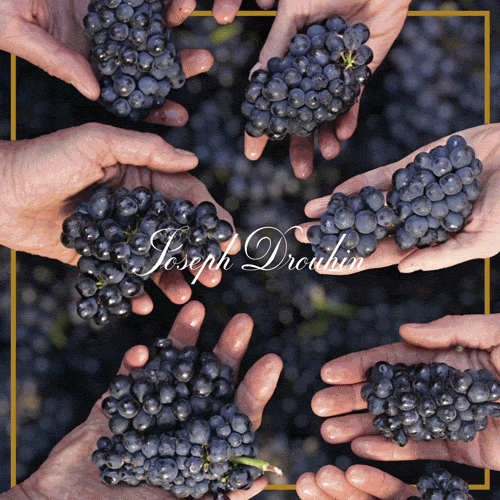FamilleDrouhin_HandsPinotNoir_500.gif