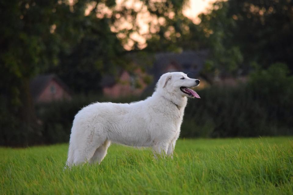 do maremma sheepdogs shed