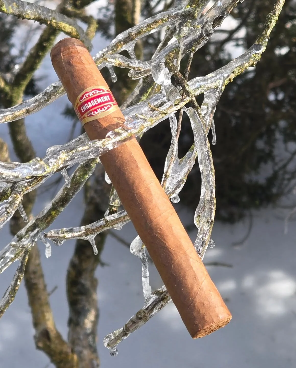 Thawing out.

#principlecigars #archivecollection