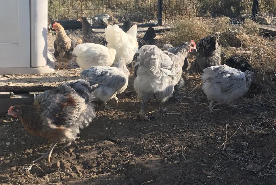Flock Goals