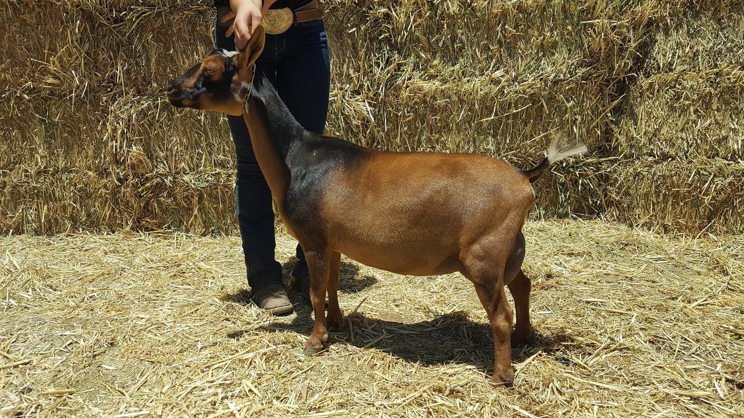 GCH Urban Acres ASD Tinker Bell VVEE90, Photo belongs to Urban Acres