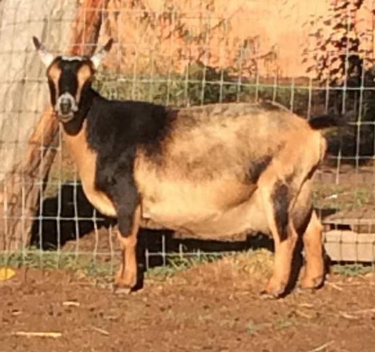 Granddam SG REDSTONE SF DARK STAR 4*M AR ADGA Elite Doe VEEE92, Photo belongs to Redstone Dairy Goats