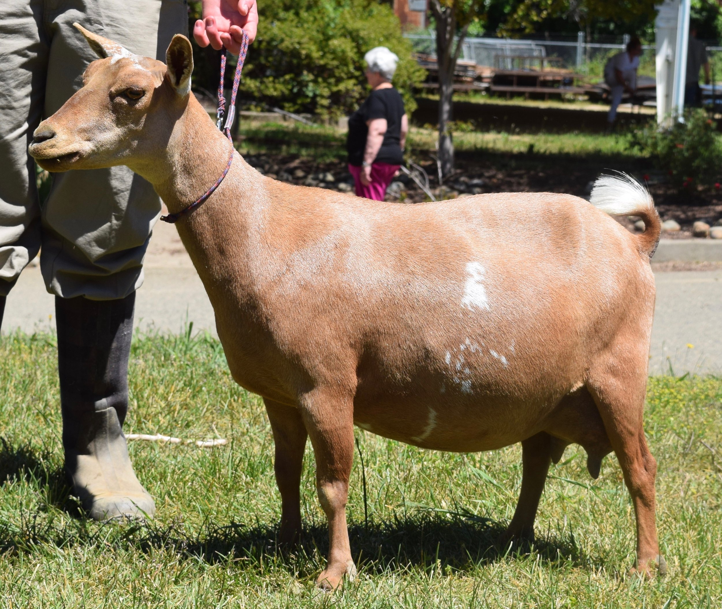 Josie as a 3F at her first show where she earned her 1st CH leg