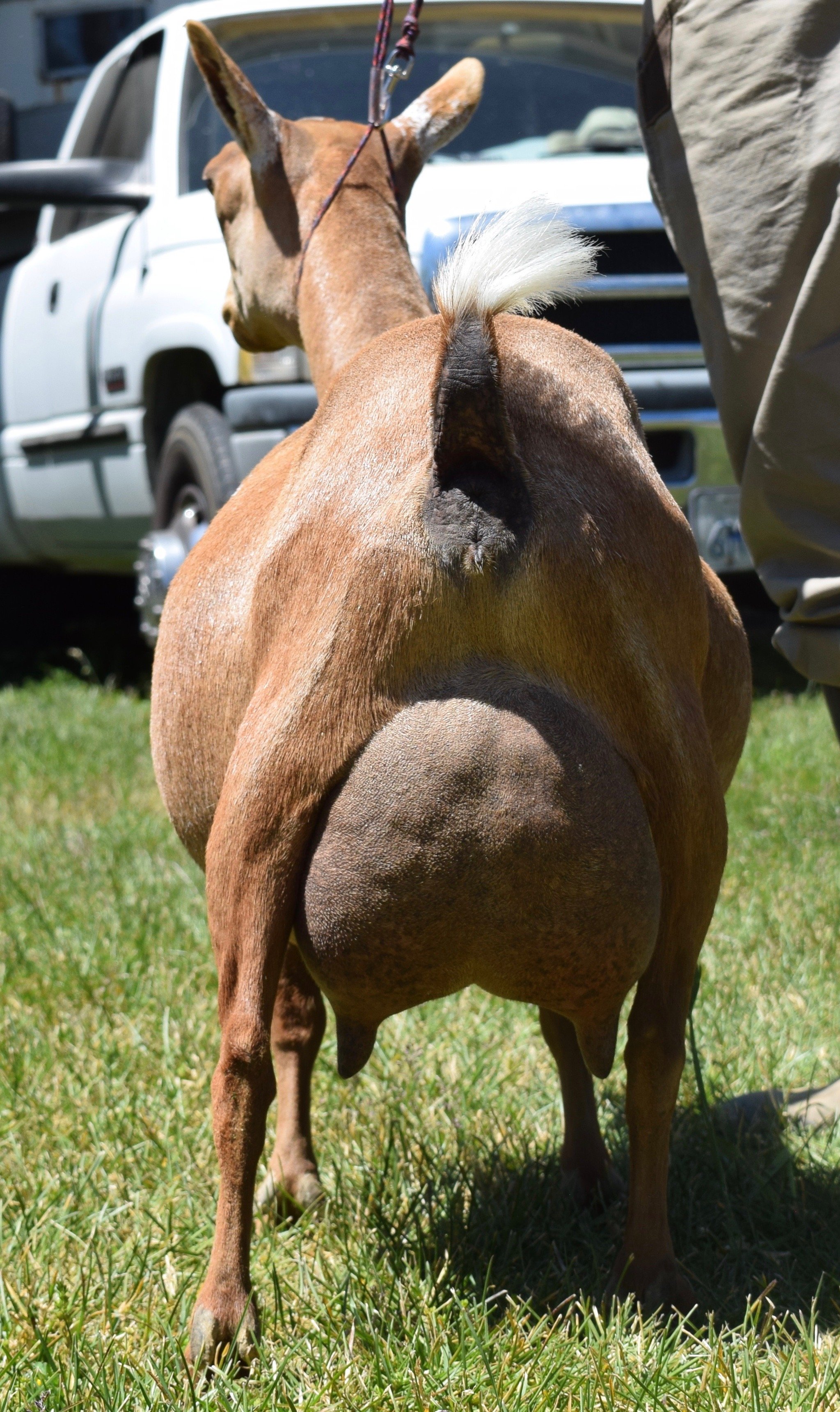 Josie as a 3F at her first show where she earned her 1st CH leg