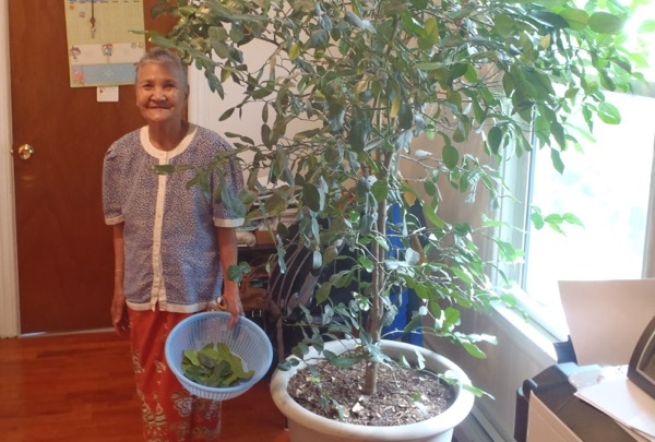  Makara and her mom keep a kaffir lime plant in their living room so they can pick fresh leaves when they need them.    