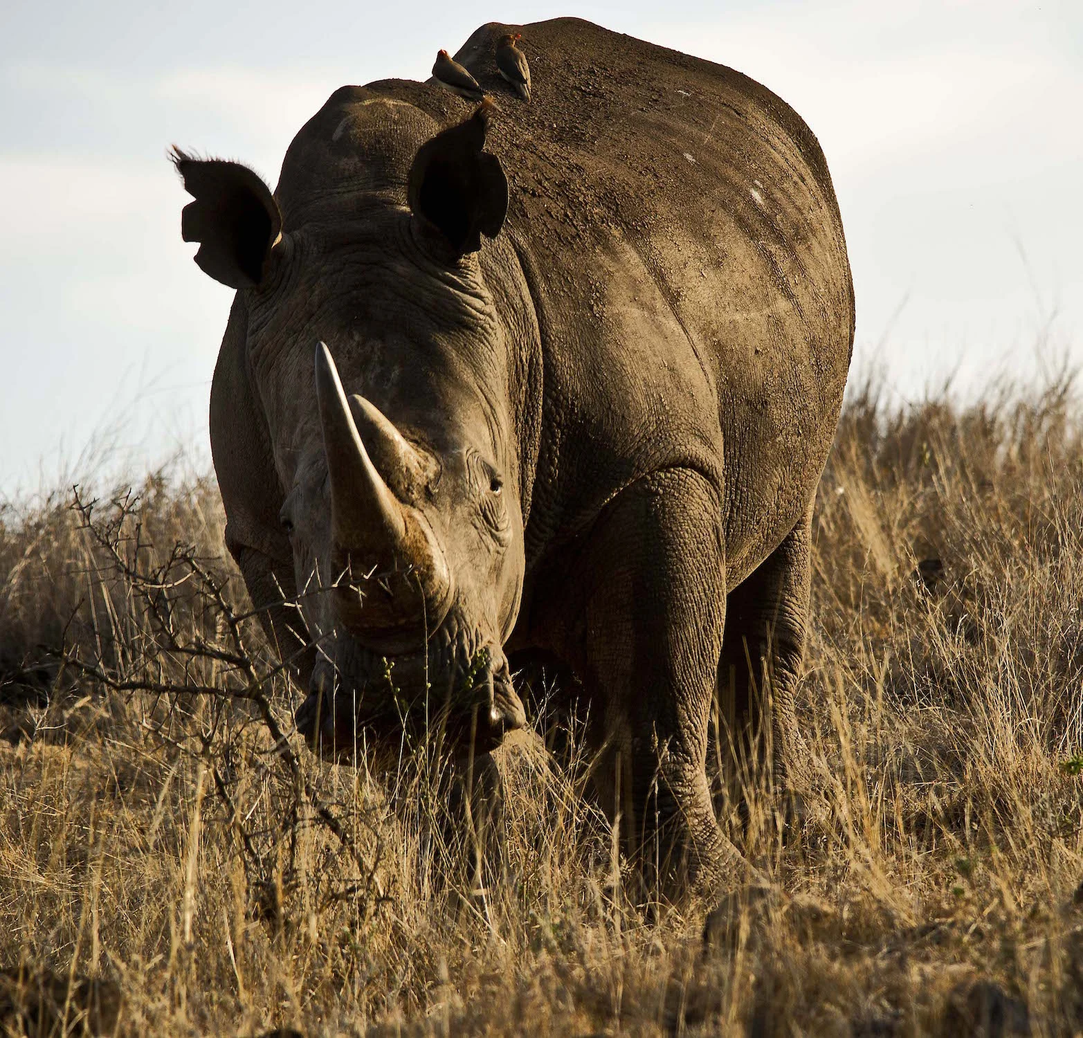 WHITE RHINO