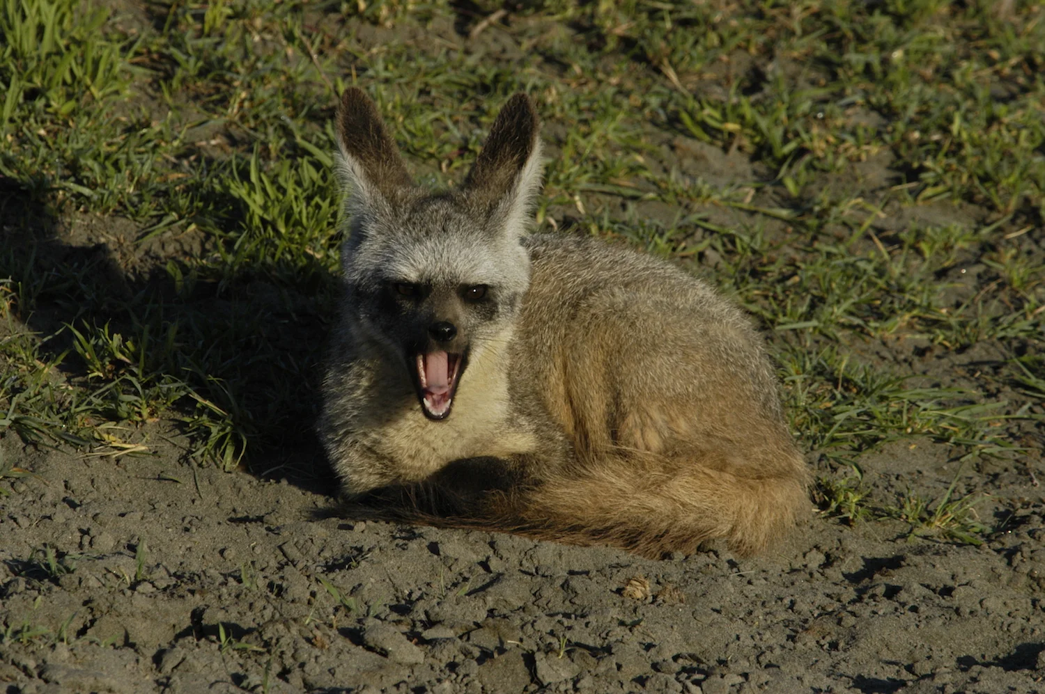 BAT-EARED FOX