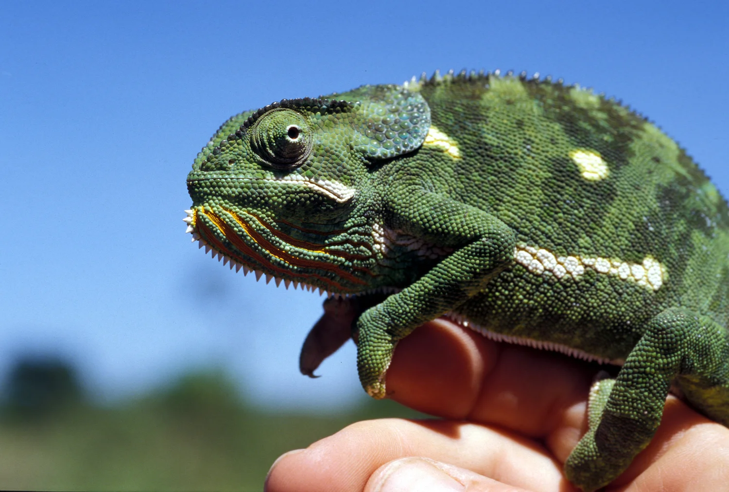 CHAMELEON