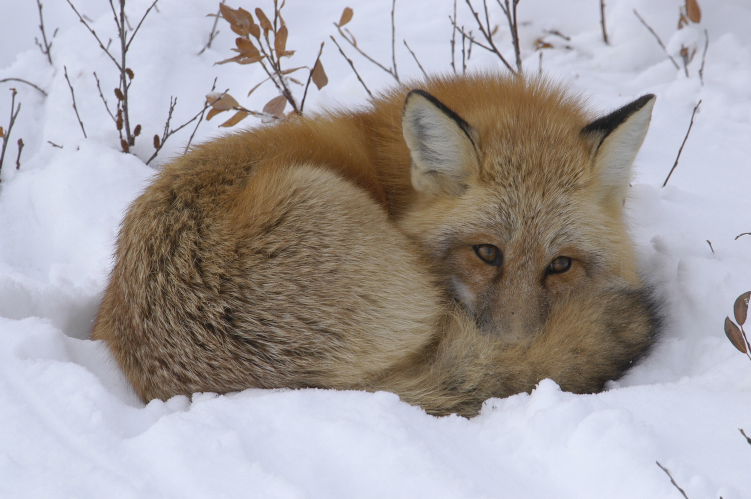 RED FOX
