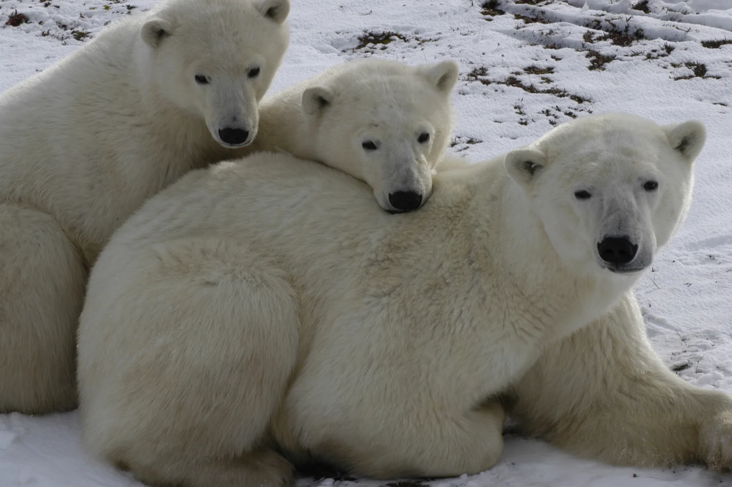 FEMALE POLAR BEAR WITH CUBS