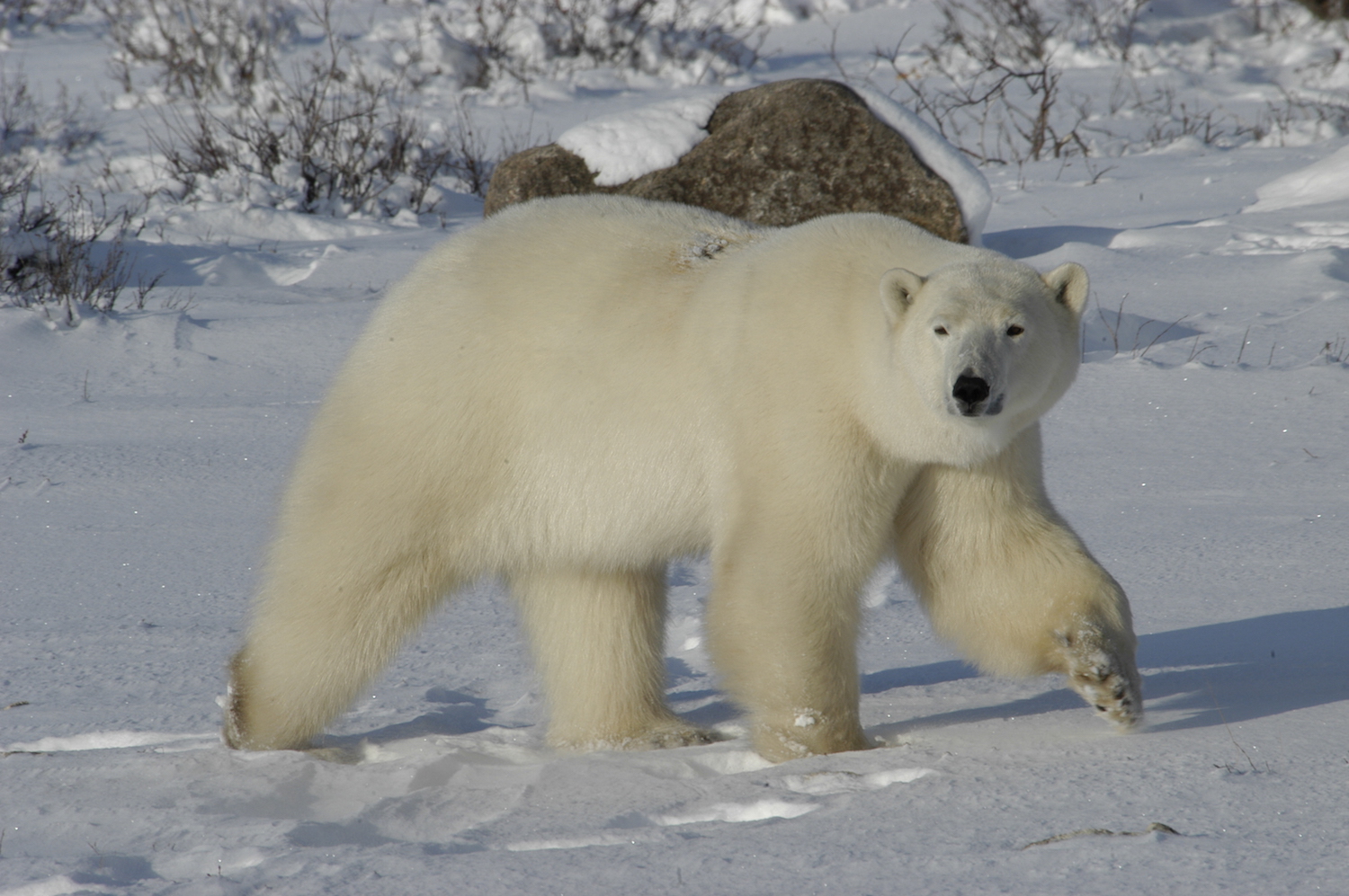 POLAR BEAR MALE
