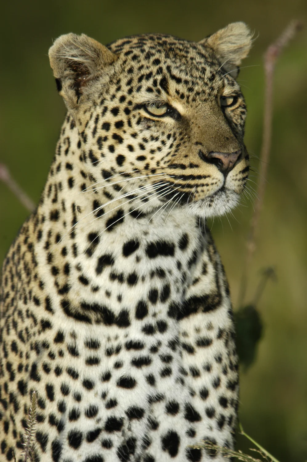 LEOPARD 3