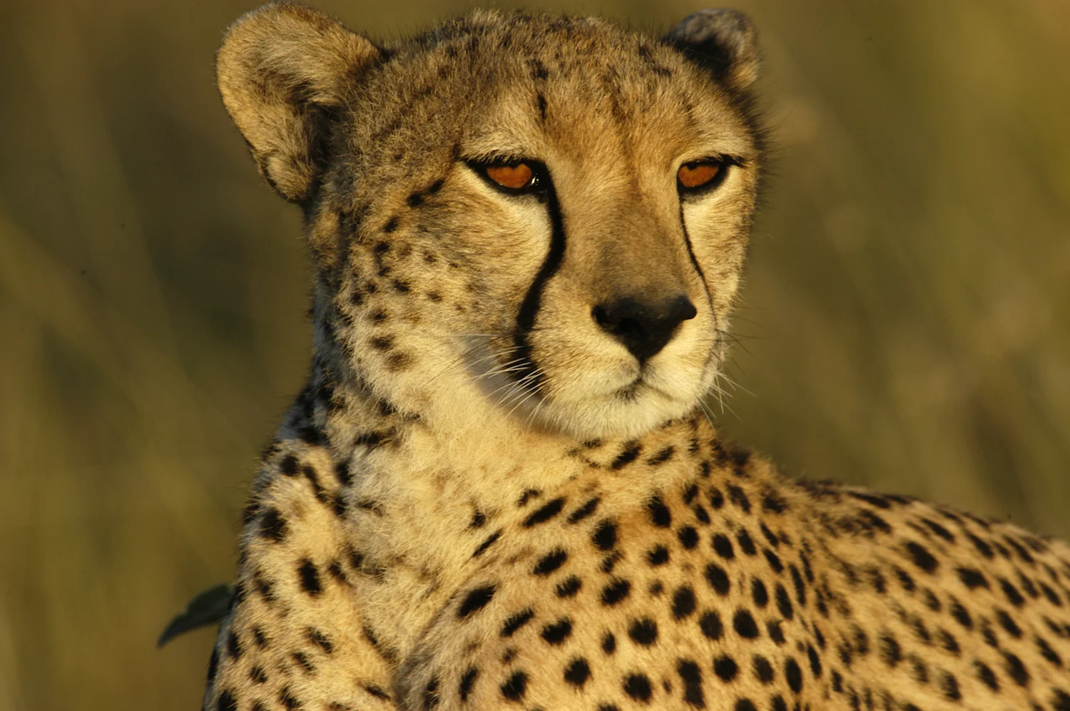 CHEETAH FEMALE