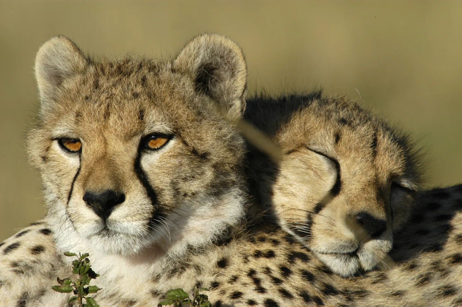 CHEETAH CUBS