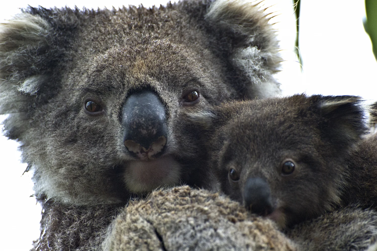 KOALA BEAR WITH JOEY
