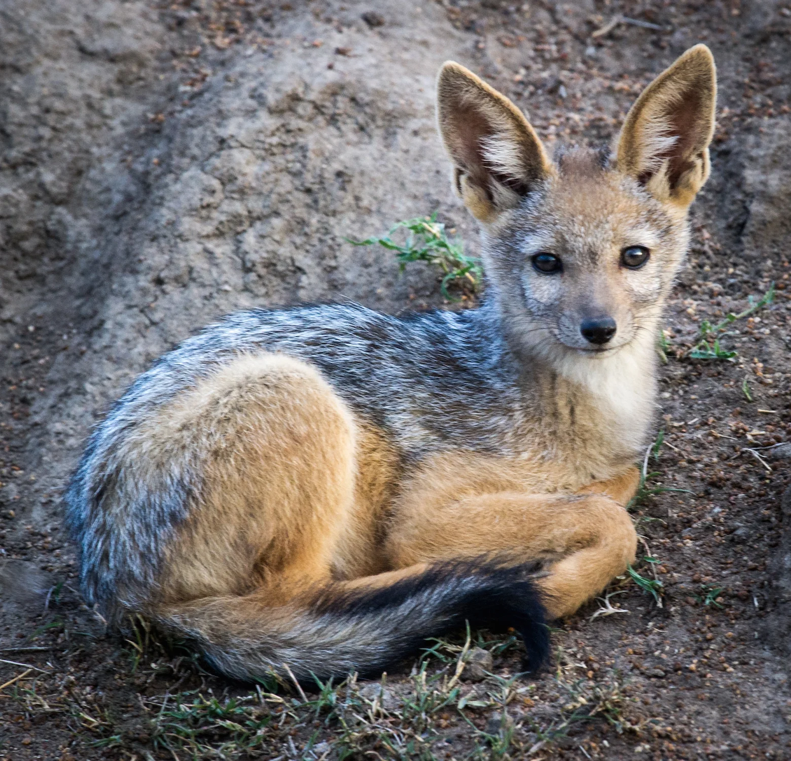 BLACK-BACKED JACKAL PUP