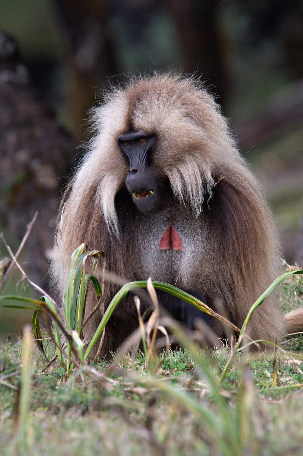 GELADA BABOON