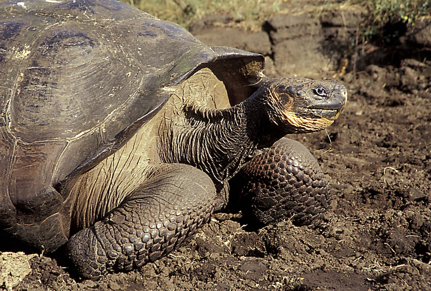 GALAPAGOS TORTOISE
